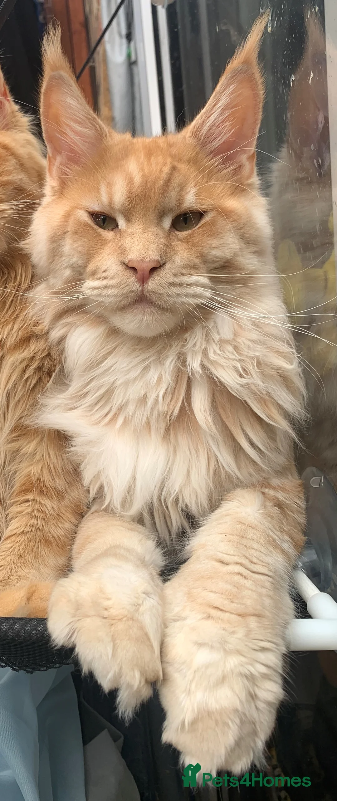 Maine Coon cats for stud: Maine Coon Pedigree for Stud.  GCCF Registered in Wellingborough - Advert 5