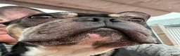 French Bulldog dogs for adoption: Ted - In Ayr Looking for a home  - Advert 4