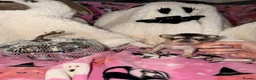 Chihuahua dogs for sale: ✨ EXQUISITE HUSKY MARKED LONG COAT CHIHUAHUAS ✨ - Advert 29