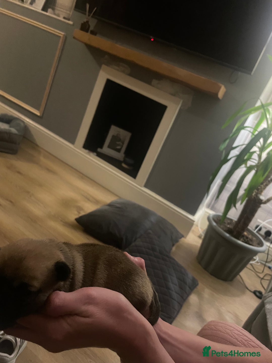 Jug dogs for sale: Jug pups  - Advert 4