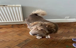 Shar Pei dogs for sale: Need to Re-Home due to Bereavement  - Image 2