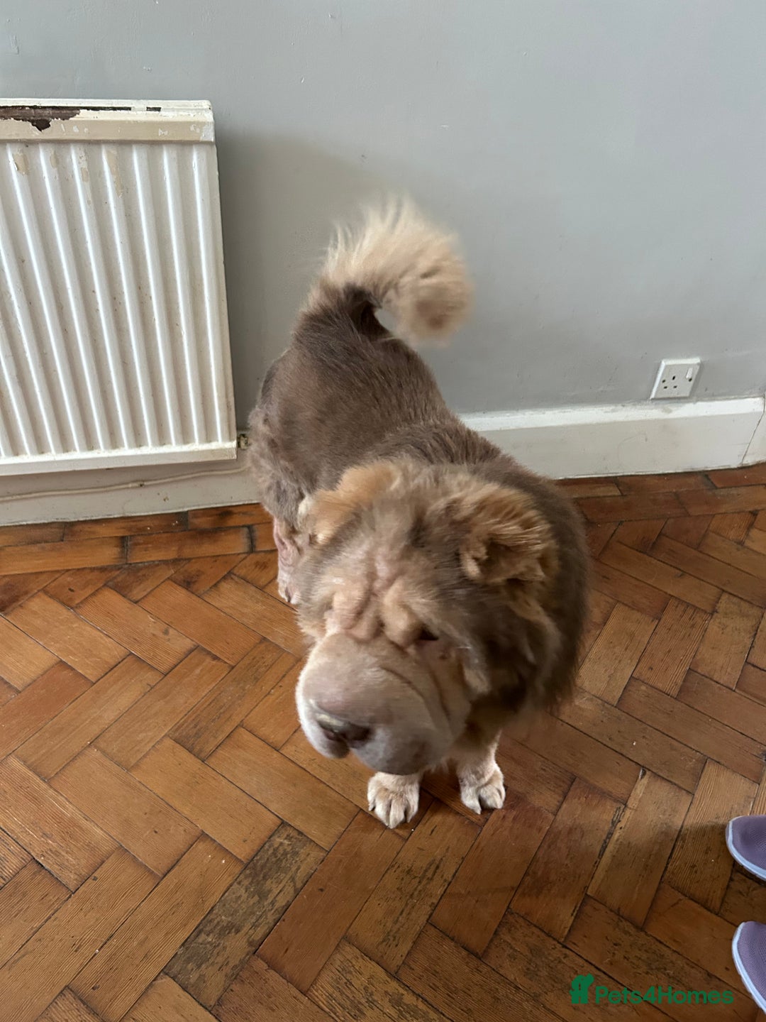 Shar Pei dogs for sale: Need to Re-Home due to Bereavement  - Image 2