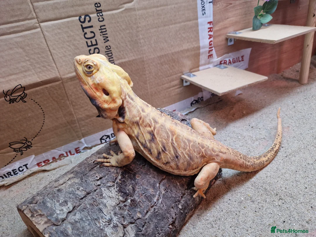 Bearded Dragon reptiles for sale: 2 Male Bearded Dragons, 1 Is A Silk Back. - Advert 3
