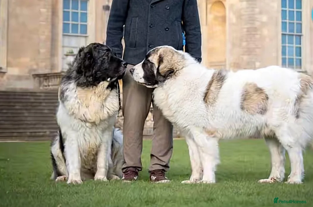 Pyrenean Mountain Dog dogs for sale: Outstanding, KC reg Pyrenean mastiff - Advert 1