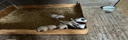 Jack Russell dogs for sale: Parson jack russles 1 boy left  - Advert 10