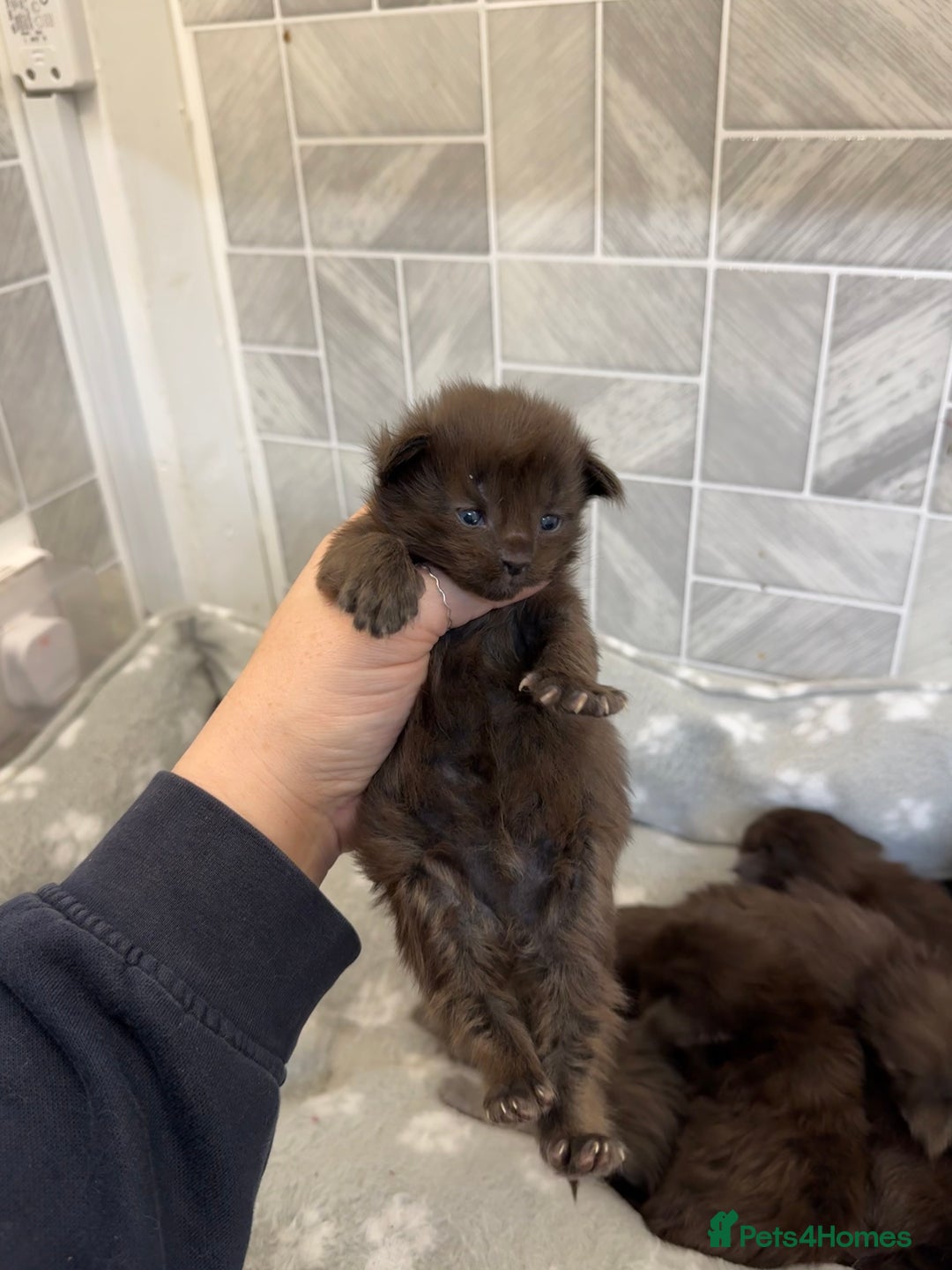 Maine Coon cats for sale: Black Smoke & Blue Smoke Maine Coon Kittens - Advert 15