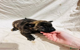 Mixed Breed dogs for sale: Beautiful frow frows for sale - Image 19