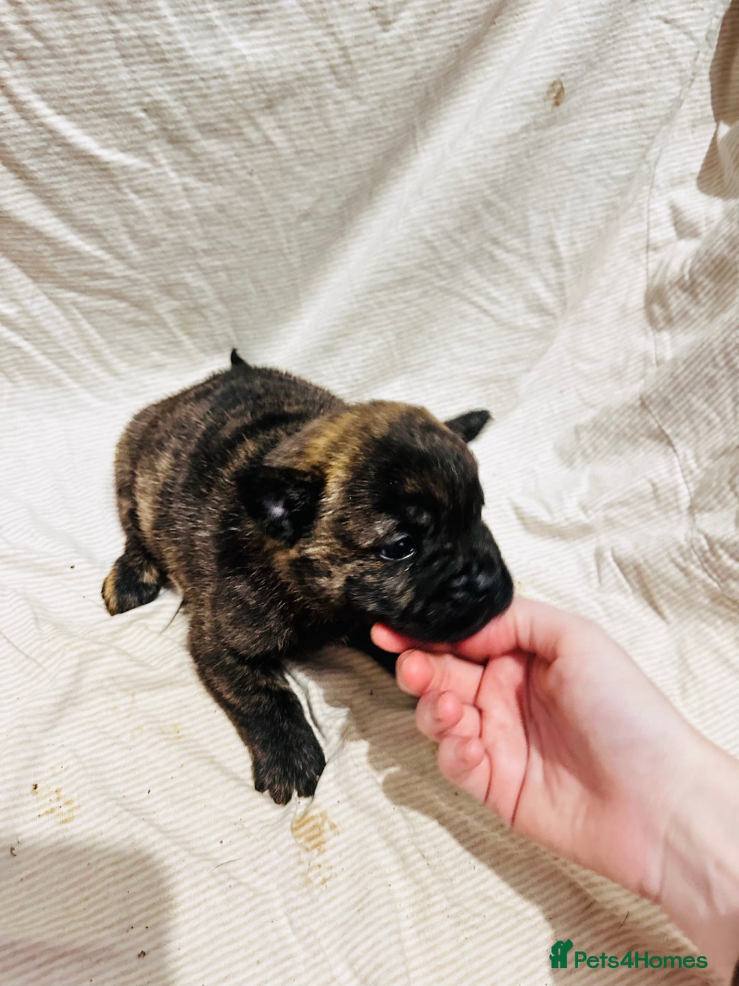 Mixed Breed dogs for sale: Beautiful frow frows for sale - Image 19