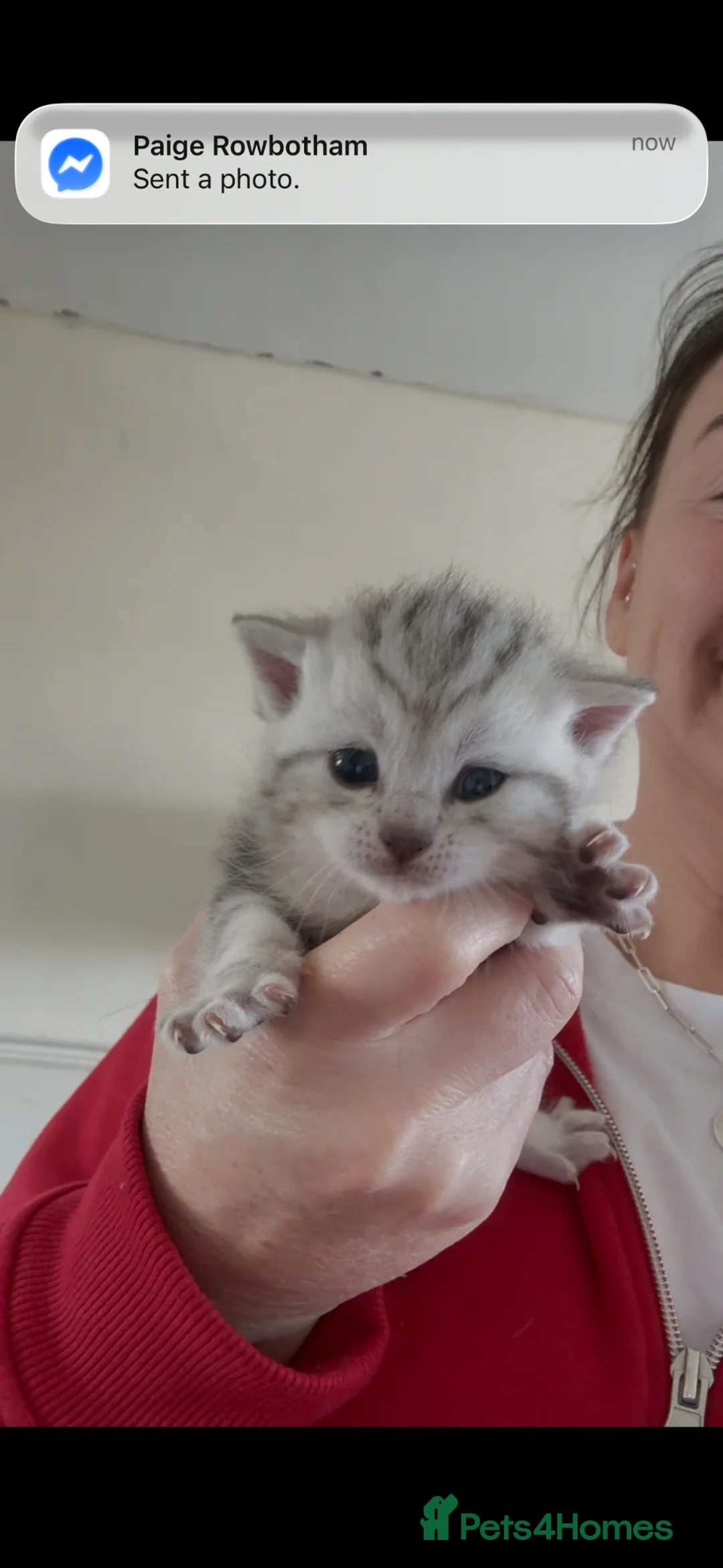 Scottish Fold cats for sale: Scottish Fold/ Bengal Mixed kittens  - Advert 9