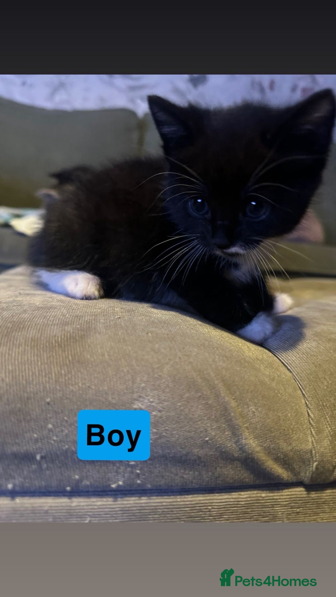 British Shorthair cats for sale: 5 Beatiful kittens - Advert 2