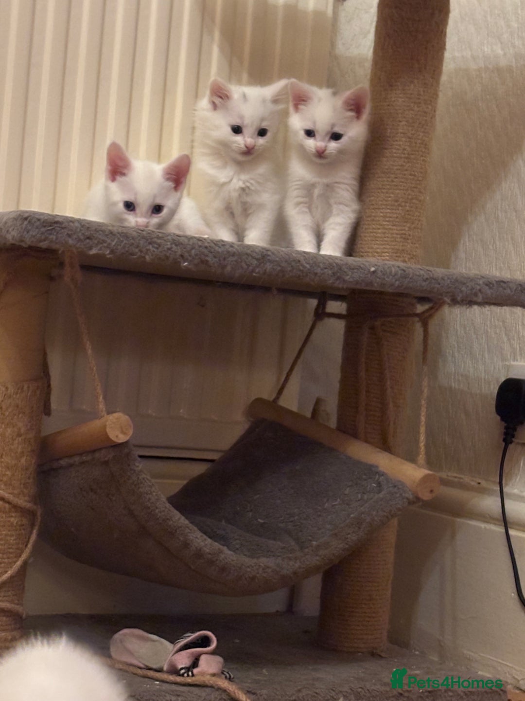 Mixed Breed cats for sale: 7 white kittens READY ASAP - Advert 11