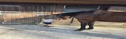 American Standardbred horses for sale: Harry, ride and drive - Advert 2