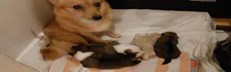Mixed Breed dogs for sale: 4 Adorable Puppies for Sale – 3 Girls & 1 Boy - Advert 9