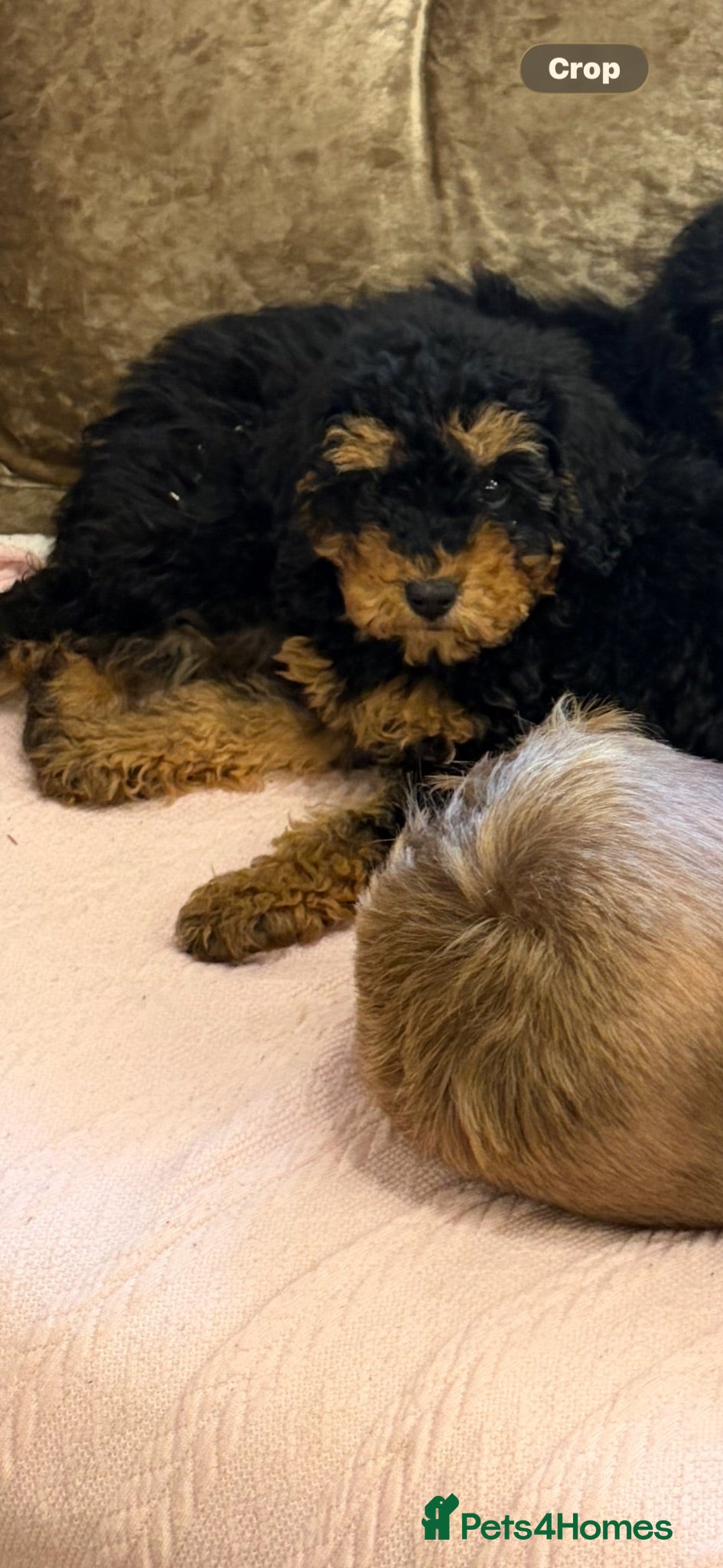 Cockapoo dogs Availible due to being let down  - Advert 8