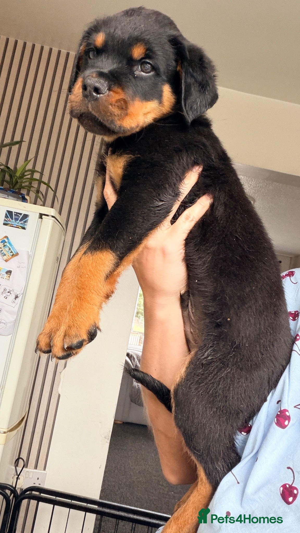 Rottweiler dogs ⭐️ LAST MALE ⭐️ KC REG - READY NOW ⭐️ - Advert 1