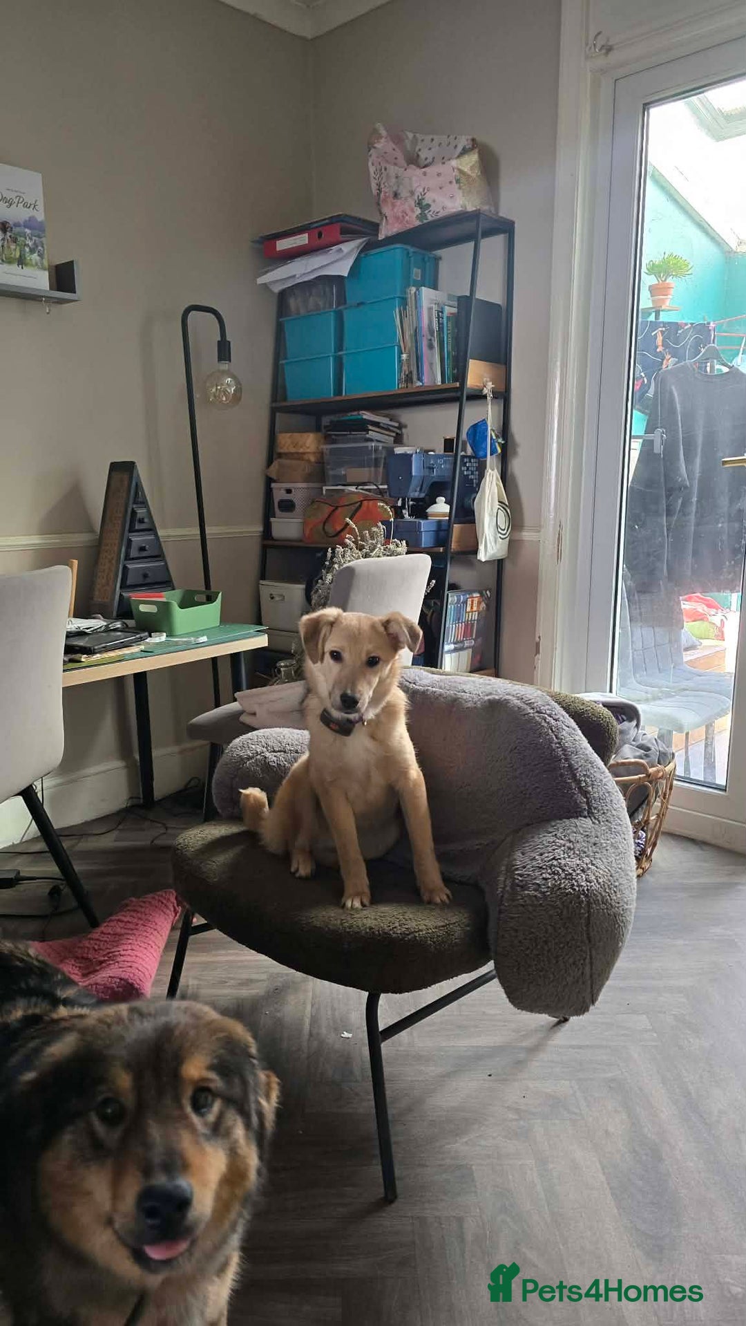 Mixed Breed dogs for adoption: Aramis for adoption - Advert 5