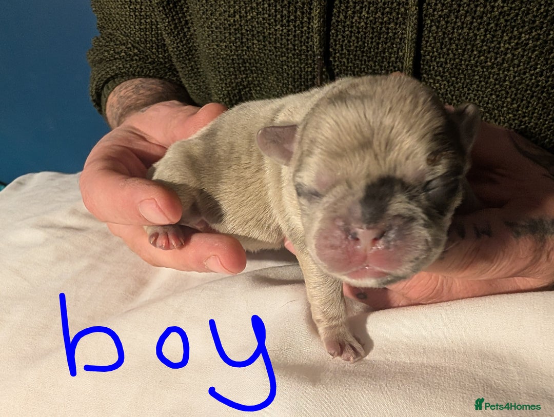 Frug dogs for sale: Beautiful litter of frugs  - Advert 25