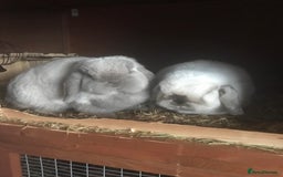 Mini Lop rabbits for sale: Adult Mini Lop Bunnies Available For Rehoming - Image 11