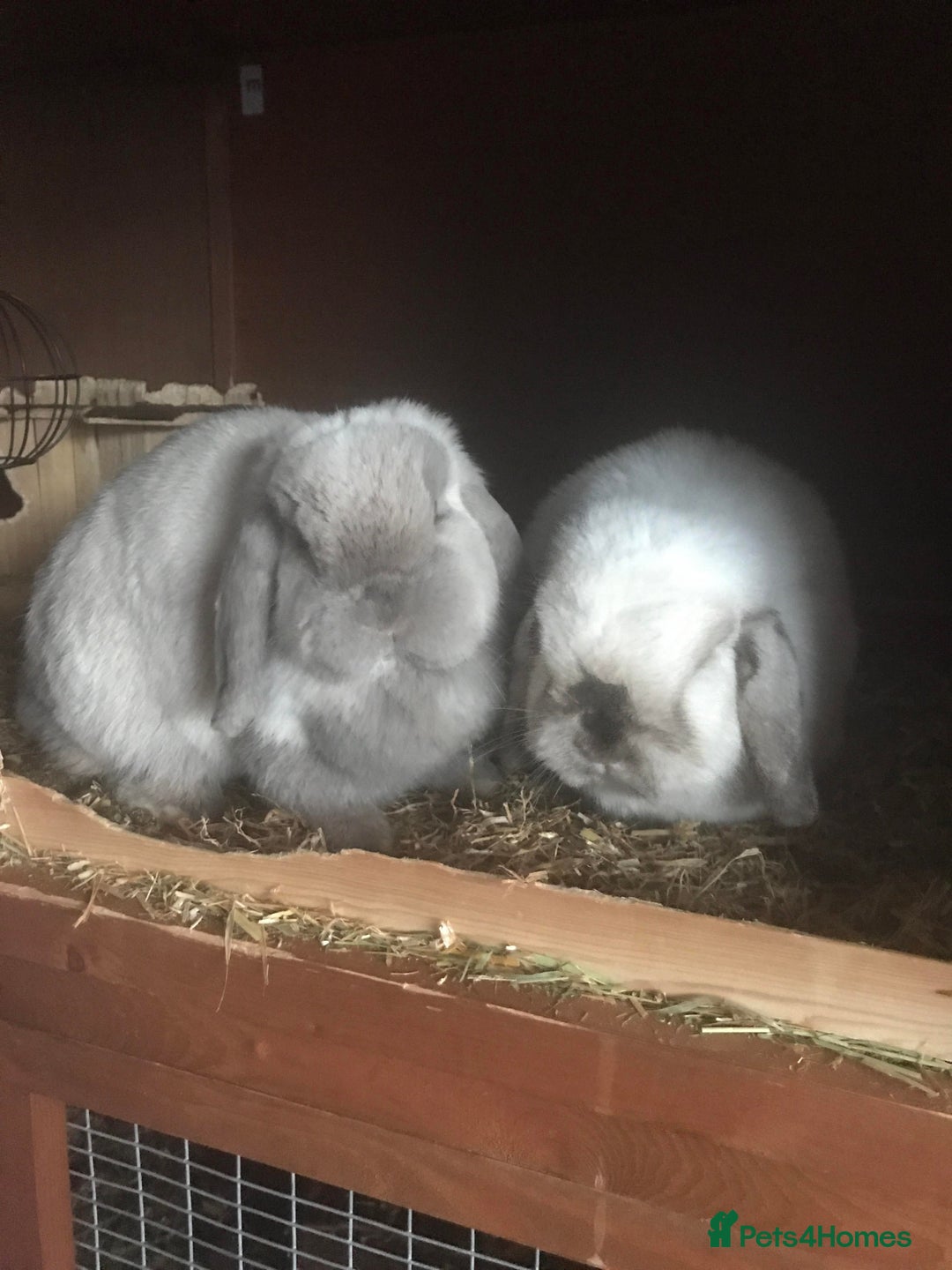 Mini Lop rabbits for sale: Adult Mini Lop Bunnies Available For Rehoming - Image 11