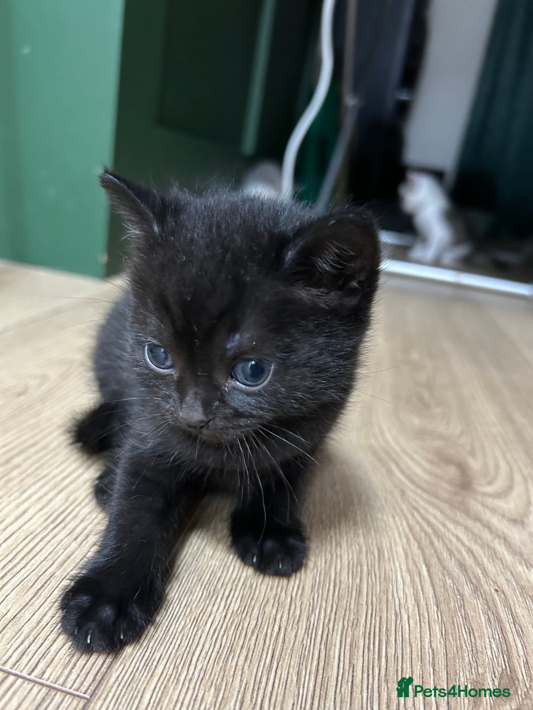 British Shorthair cats for sale: Two male kittens  - Image 2