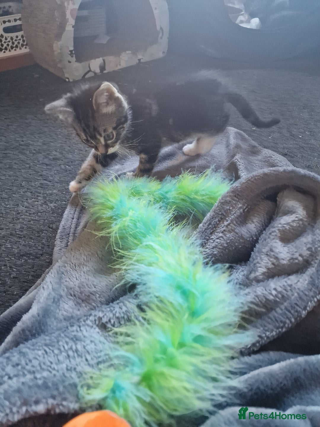 Mixed Breed cats for sale: 2 kittens for sale. A beautiful boy and a girl - Image 12