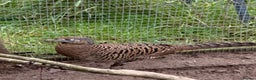 Pheasants poultry for sale: Lady Amherst Pheasants - pair - Advert 2