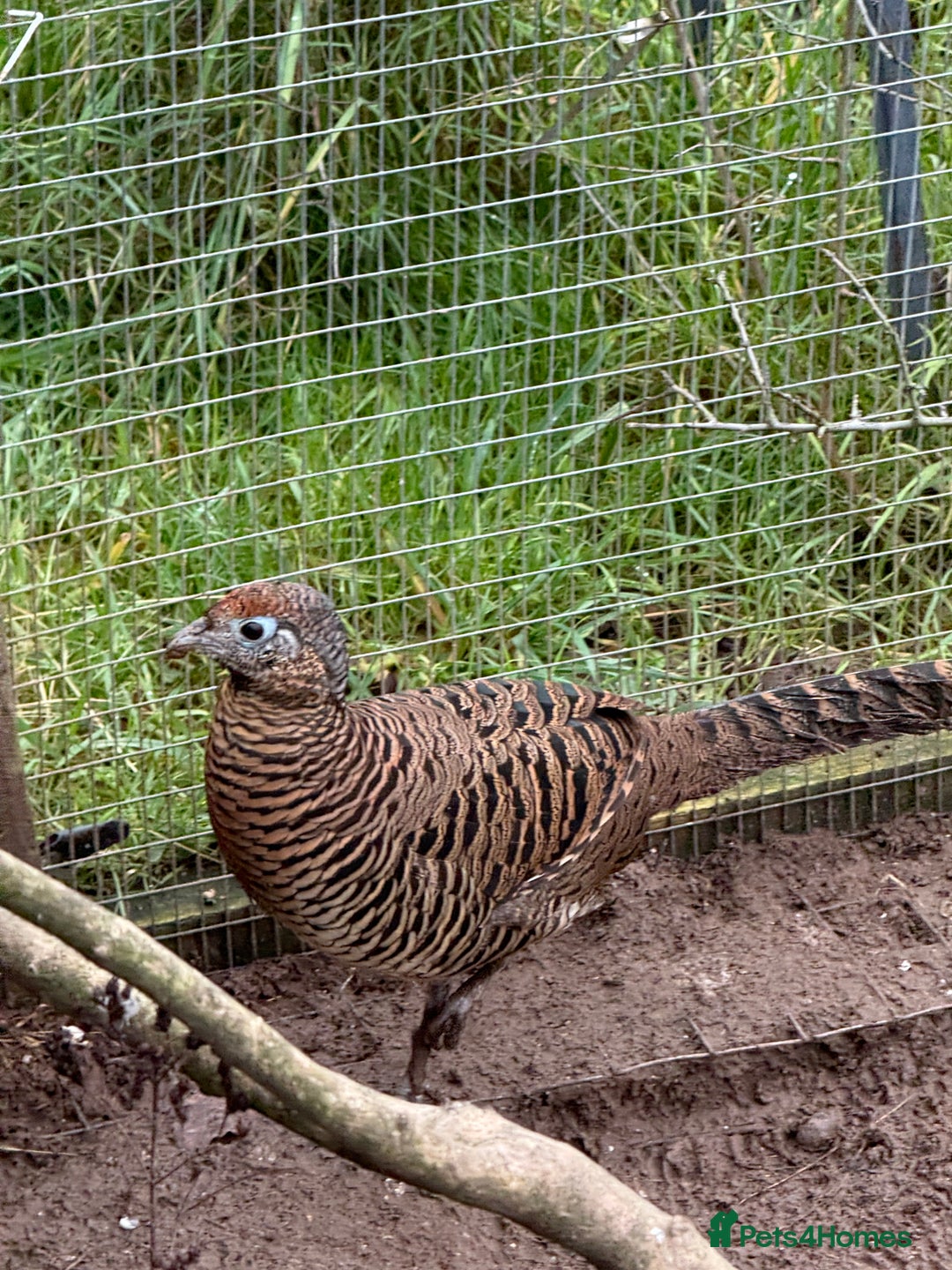 Pheasants poultry for sale: Lady Amherst Pheasants - pair - Advert 2
