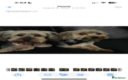 Yorkshire Terrier dogs for sale: Must S@@ an adorable Yorkshire terrier for sale. - Image 6