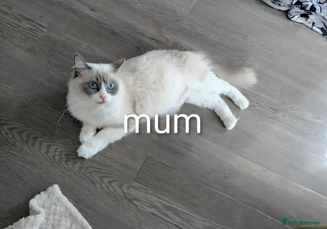 Ragdoll cats for sale: Ragdoll kitten for sale - Advert 2