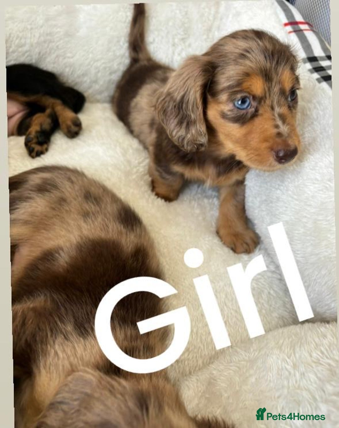 Dachshund dogs for sale: Dachshund long haired miniature - Image 4