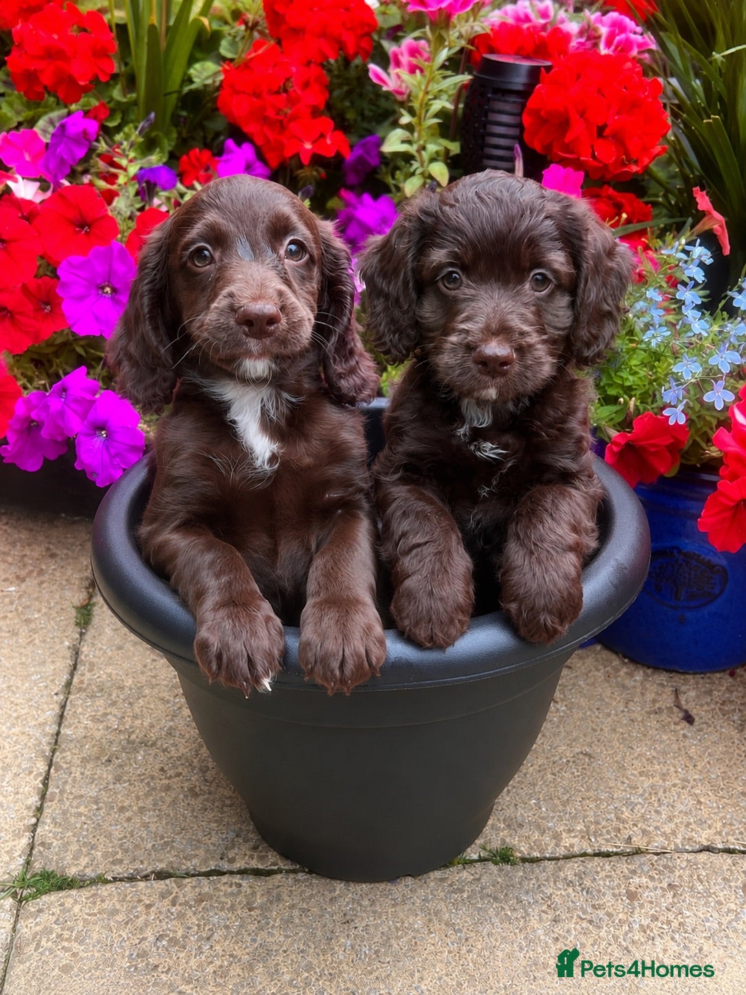 Cockapoo dogs Cockapoo puppies! ready Wednesday  - Advert 18