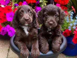 Cockapoo dogs Cockapoo pups! *READY TO GO* - Advert 2