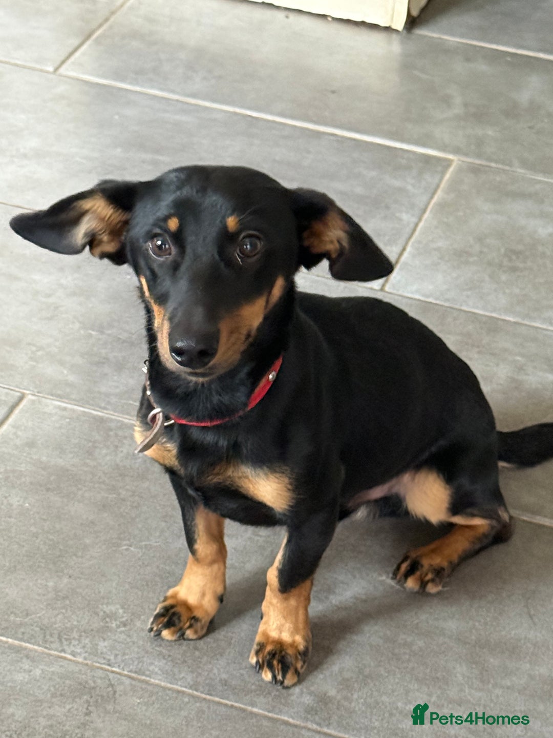 Dachshund dogs for adoption: Rocky needs Love  - Advert 16