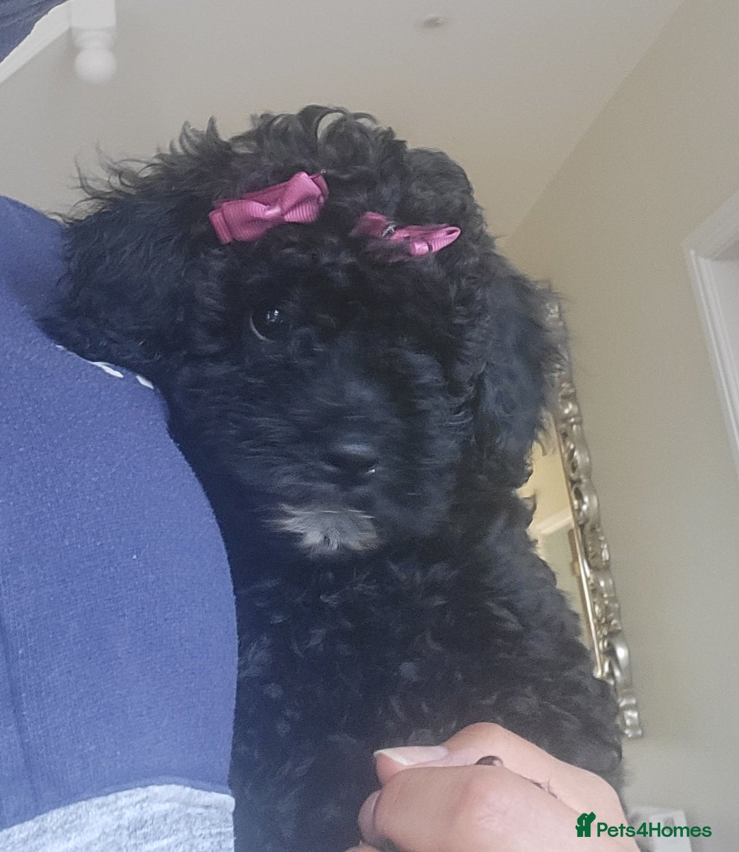 Cockapoo dogs for sale: Last girl Health checked and ready to go  - Image 15