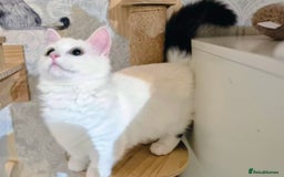 Munchkin cats for sale: Purebred TICA reg. Munchkin kittens ready to go  - Image 8