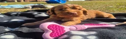 Cocker Spaniel dogs for sale: Kc registered working cockers - Advert 13