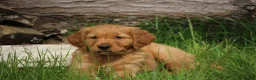 Golden Retriever dogs for sale: KC Registered Working Golden Retriever Puppies - Advert 10