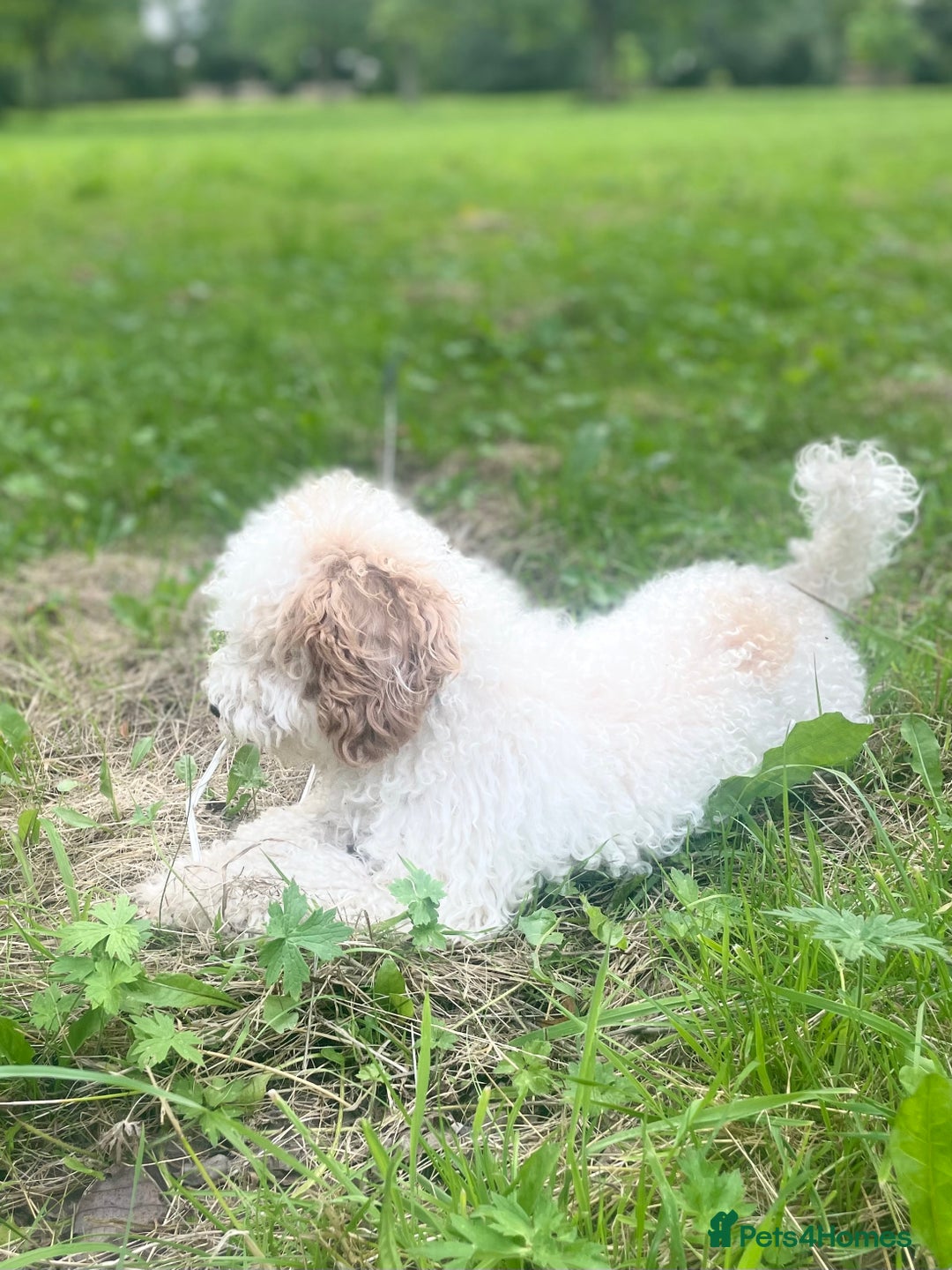 Poochon dogs for sale: Friendly, Gorgeous little Poochon girls - Advert 6