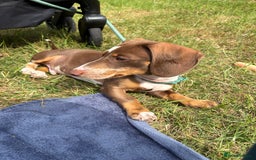 Miniature Dachshund dogs for sale: Milo the miniature dachshund  - Image 3