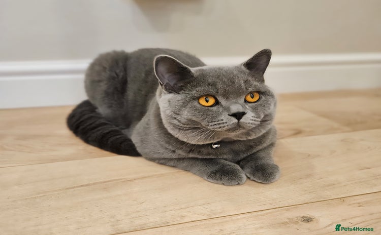 British Shorthair cats - Advert 1