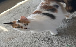 British Longhair cats for sale: Ragdoll x British long haired (calico) kittens - Image 14