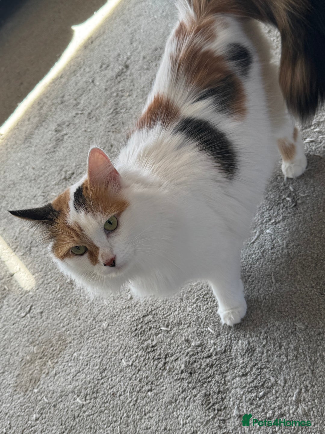 British Longhair cats for sale: Ragdoll x British long haired (calico) kittens - Image 14