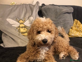 Cockapoo dogs in Rugby - Advert 26