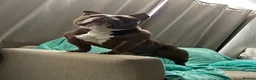 American Bully dogs for stud: For stud  - Advert 3