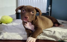 American Bulldog dogs for sale: American bulldog puppies  - Image 5
