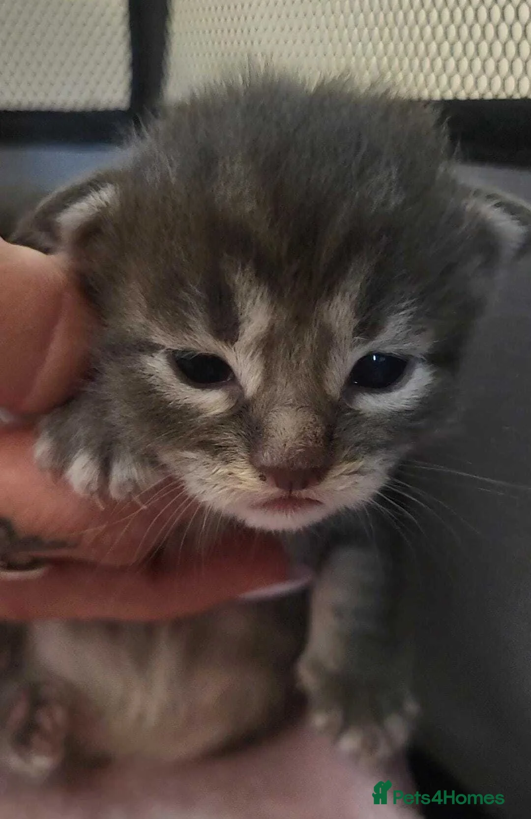 Maine Coon cats for sale: Beautiful Maine Coon Kittens – Ready at 11 Weeks!  in Truro - Advert 12