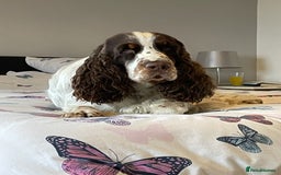 English Springer Spaniel dogs for stud: ENGLISH SPRINGER SPANIEL SHOW TYPE STUD DOG - Image 5