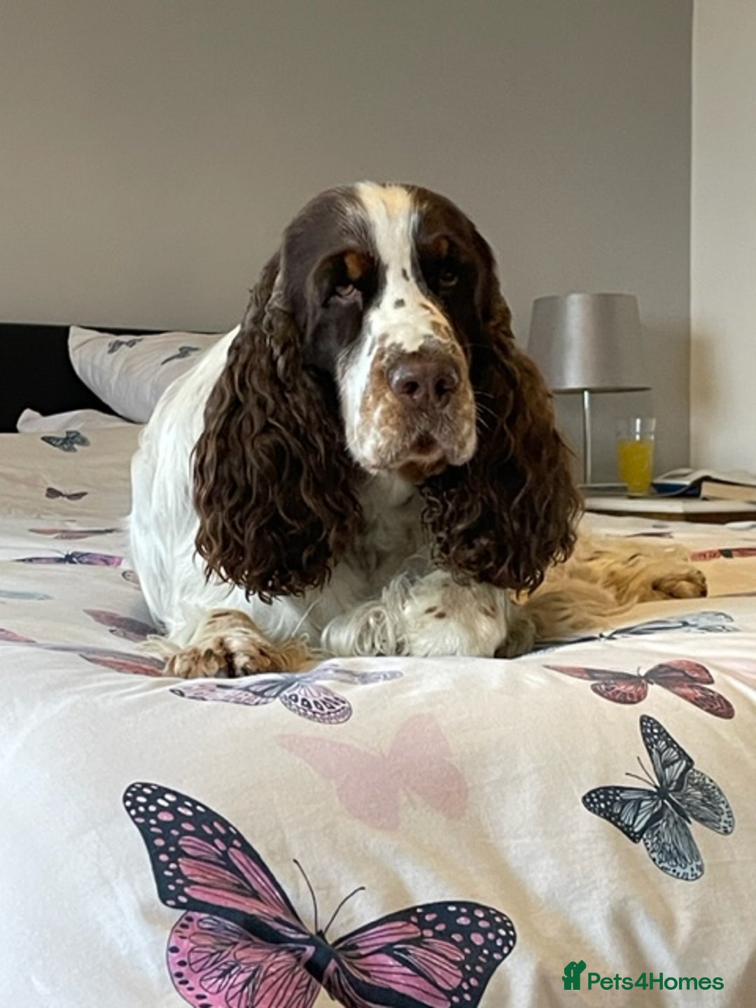 English Springer Spaniel dogs for stud: ENGLISH SPRINGER SPANIEL SHOW TYPE STUD DOG - Image 5