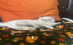 Exotic cats for sale: EXCEPTIONAL GCCF PERSIAN EXOTIC  - Image 6