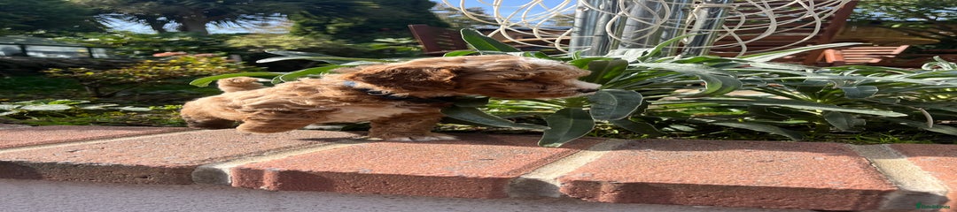 Cockapoo Puppy 2